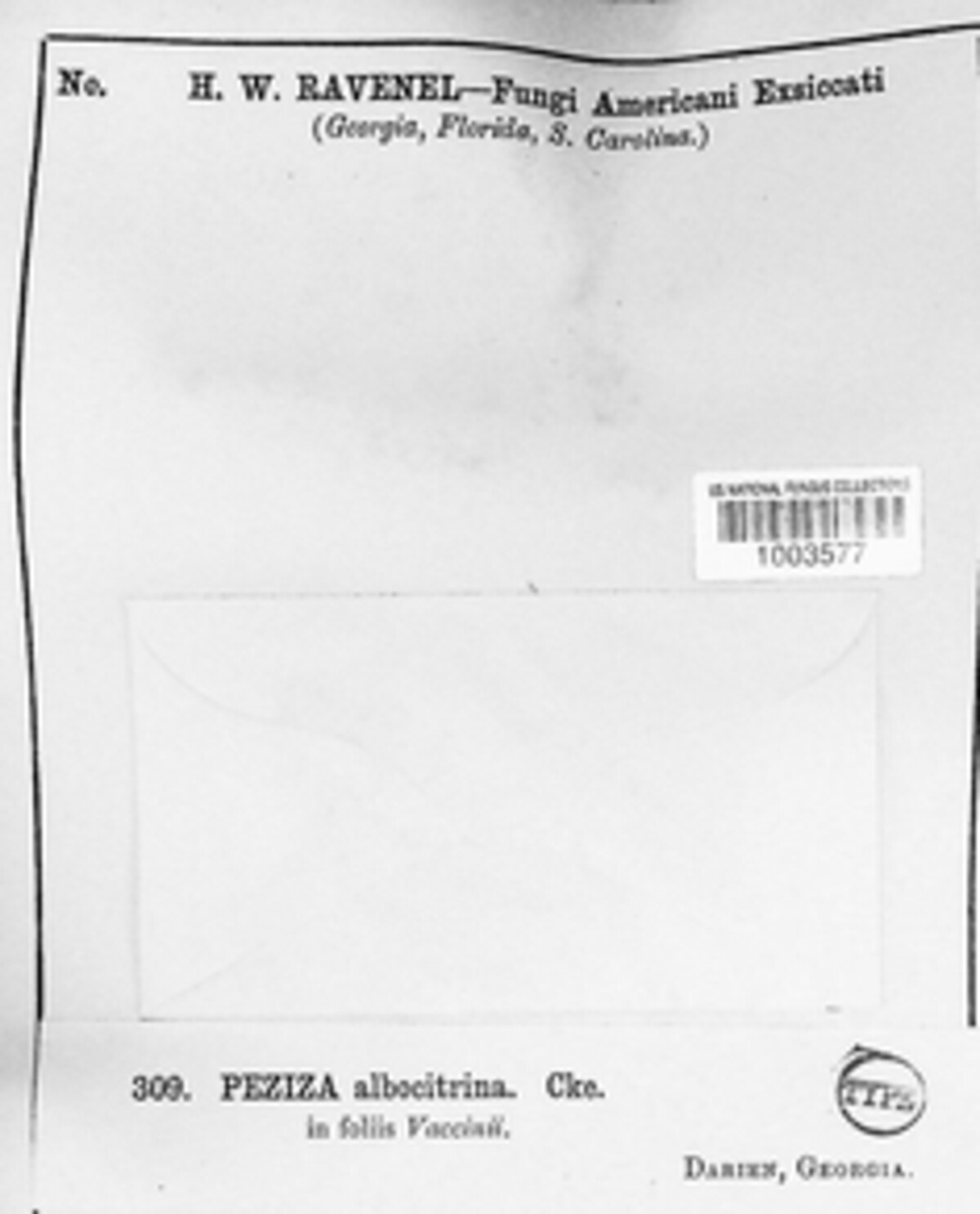 Dasyscyphella albocitrina image